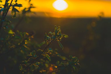 Tarlada gün batımında yeşil yaprakları olan bir dal. Güzel gün batımı manzarası