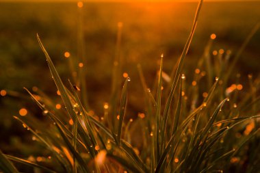 Yeşil çimlerin üzerine su damlaları. Çiyli yeşil çimenler. Sabahın erken saatlerinde taze çimenleri su damlalarıyla kapatın.