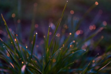 Yeşil çimlerin üzerine su damlaları. Çiyli yeşil çimenler. Sabahın erken saatlerinde taze çimenleri su damlalarıyla kapatın.