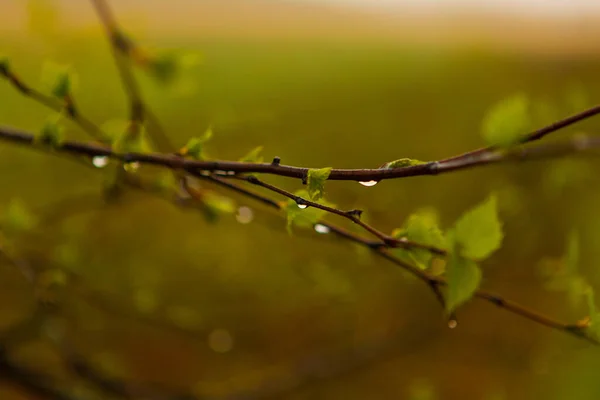 Tautropfen Auf Ästen Und Grünen Blättern Wassertropfen Frühen Morgen — Stockfoto