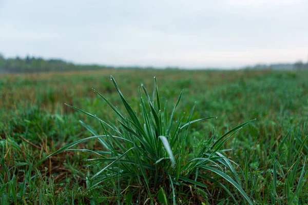 Wasser Tropft Auf Das Grüne Gras Grünes Nasses Gras Mit — Stockfoto