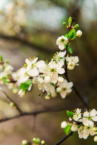 Bahçedeki elma ağacının güzel beyaz çiçekleri. Bahar dallarda çiçek açar.