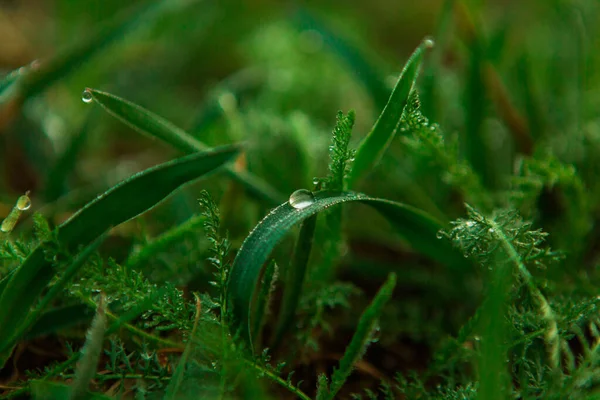 緑の草の上に水が落ちる 露と緑の湿った草 朝早くに水滴で新鮮な草を閉じます — ストック写真
