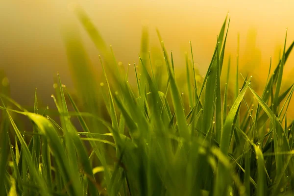 Water drops on the green grass. Green wet grass with dew. Close up of fresh grass with water drops in the early morning