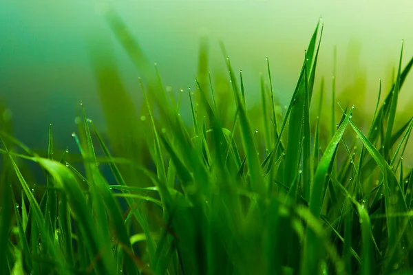 Gotas Agua Hierba Verde Hierba Húmeda Verde Con Rocío Primer — Foto de Stock