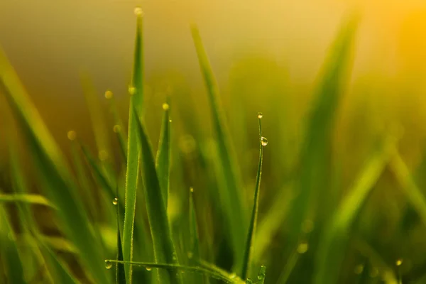Vatten Droppar Det Gröna Gräset Grönt Blött Gräs Med Dagg — Stockfoto