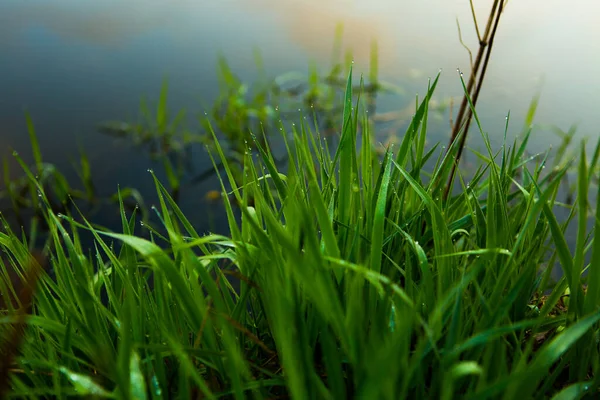 Water drops on the green grass. Green wet grass with dew. Close up of fresh grass with water drops in the early morning