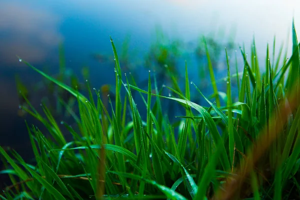 Gotas Agua Hierba Verde Hierba Húmeda Verde Con Rocío Primer — Foto de Stock