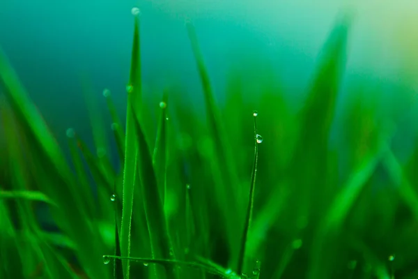 Wasser Tropft Auf Das Grüne Gras Grünes Nasses Gras Mit — Stockfoto