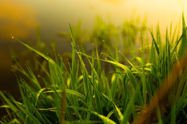 Water drops on the green grass. Green wet grass with dew. Close up of fresh grass with water drops in the early morning