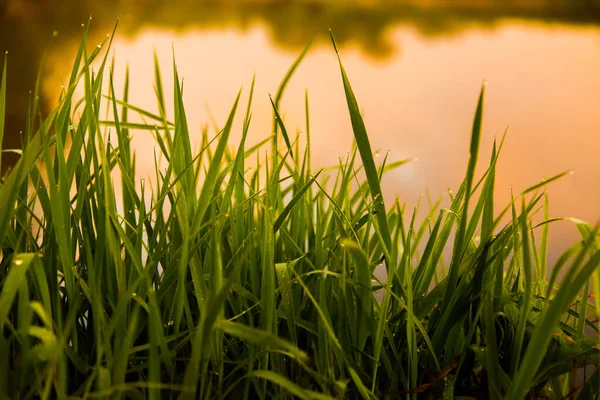 Gotas Agua Hierba Verde Hierba Húmeda Verde Con Rocío Primer — Foto de Stock