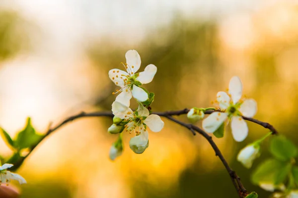 Hermosas Flores Blancas Manzano Jardín Floración Primaveral Ramas — Foto de Stock