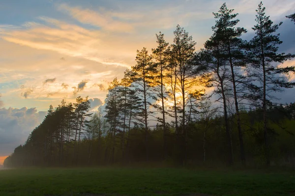 Haute Forêt Près Champ Avec Brouillard Soirée Beau Paysage — Photo