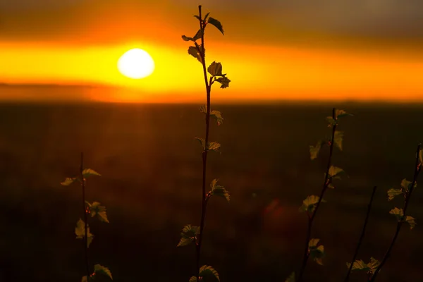 畑の美しい夕日に緑の葉で枝 美しい夕日の風景 — ストック写真