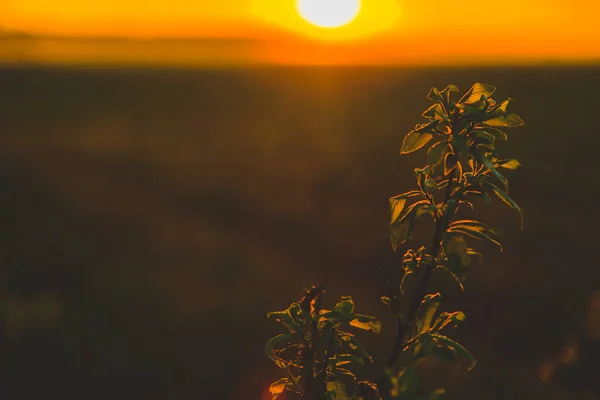 Rama Con Hojas Verdes Hermosa Puesta Sol Campo Hermoso Paisaje — Foto de Stock