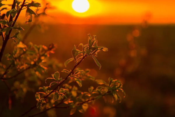 Větvička Zelenými Listy Krásném Západu Slunce Poli Krásná Krajina Západu — Stock fotografie