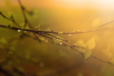 Dallara ve yeşil yapraklara çiy damlaları düşer. Sabahın köründe su damlıyor.