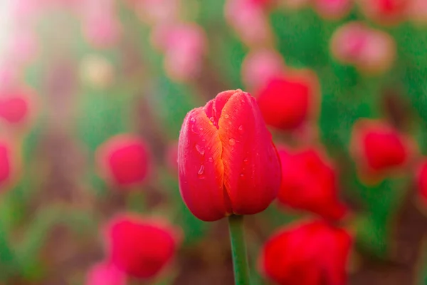 Sabahın erken saatlerinde çiyli kırmızı laleler. Su kırmızı lalelere damlıyor. Güzel çiçekler.