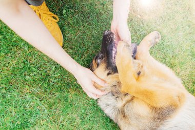 Alman çoban köpeği yazın çimlerin üzerinde