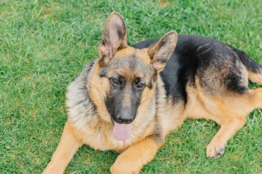 Çimlerin üzerinde Alman çoban köpeği