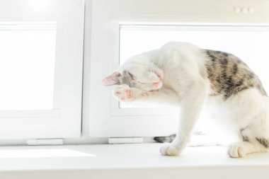 Kedi Tekir evin pencere eşiğinde oturur ve yıkar, yıkar.