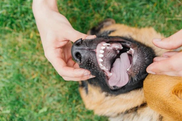 一个男人在检查一只德国牧羊犬的牙齿 — 图库照片