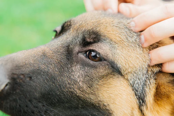 Chiot Berger Allemand Été Sur Herbe — Photo