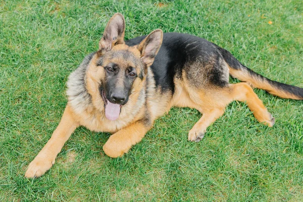 German Shepherd Grass — Stock Photo, Image