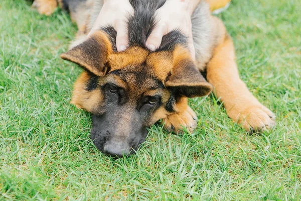 Chiot Berger Allemand Été Sur Herbe — Photo