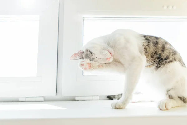 Tabby Macska Ablakpárkányon Ház Nyalogatja Mosás Stock Kép