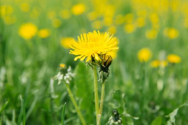 Sarı karahindiba tarlada. Sarı çiçek.