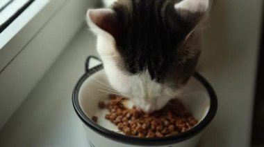 Tekir kedi beyaz kaseden yiyor.