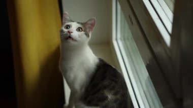 Pencerede oturan tekir kedi