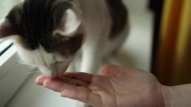 Tekir kedisi bir kadının elinden yiyor. Kadın kediyi besler. 