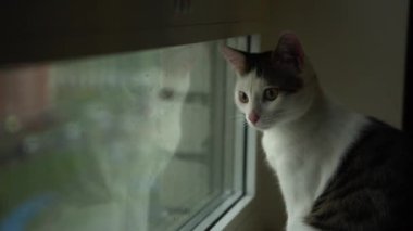Pencereye bakan tekir kedi. Genç kedi evde pencerede oturuyor.