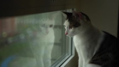 Pencereye bakan tekir kedi. Genç kedi evde pencerede oturuyor.