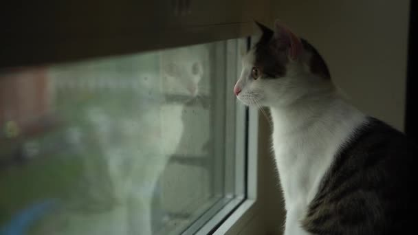 Gato Tabby Mirando Ventana Joven Gato Sentado Ventana Casa — Vídeos de Stock