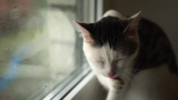 塔比猫在家里的窗户上洗澡 — 图库视频影像