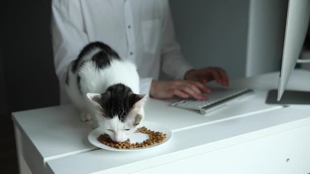 コンピュータとデスクトップで働いている白いシャツの男 テーブルの上で猫を食べる — ストック動画