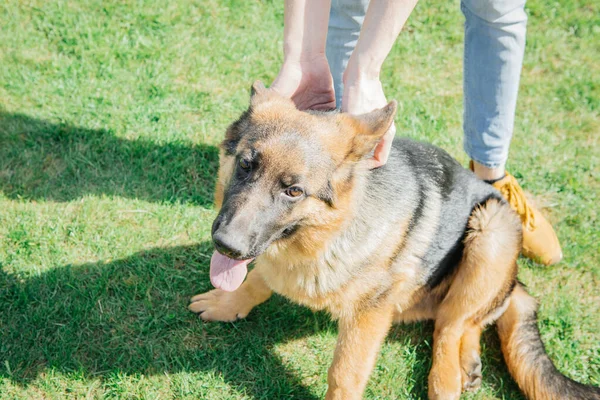 Tysk Herde Leker Med Ägaren Grönt Gräs — Stockfoto