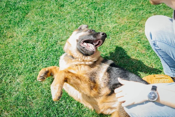 Alman çoban köpeği yeşil çimlerin üzerinde sahiple oynuyor.