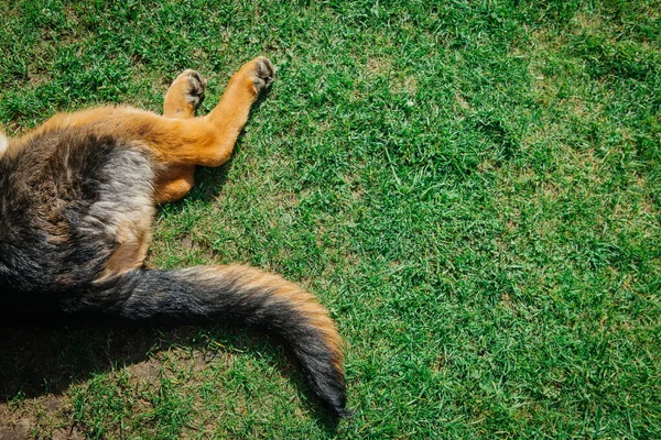 Yeşil çimlerin üzerinde Alman çoban pençeleri