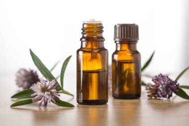 Yonca uçucu yağlar ve taze yonca çiçeği