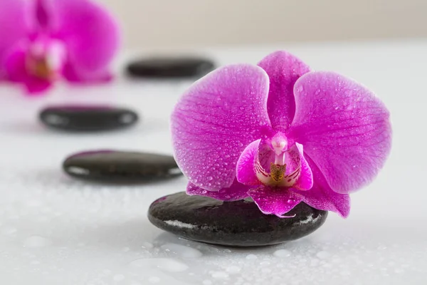 Pedras de Zen e flor de orquídea — Fotografia de Stock