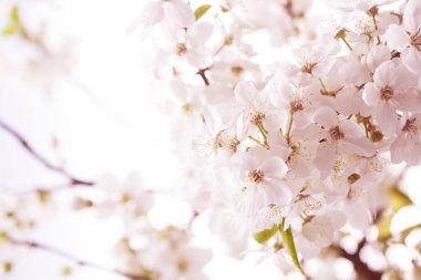 Bahar kiraz çiçeği. Arka plan