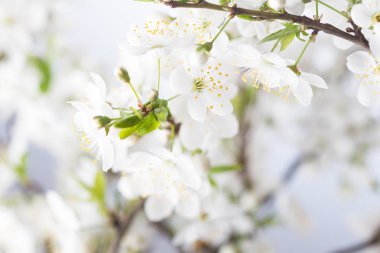 Bahar kiraz çiçeği. Arka plan