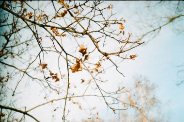 Mavi gökyüzündeki sarı yapraklar