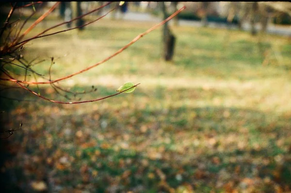 茂みの壊れやすい葉 — ストック写真