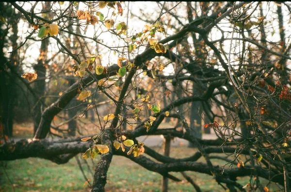 木々の上に黄色の葉 — ストック写真