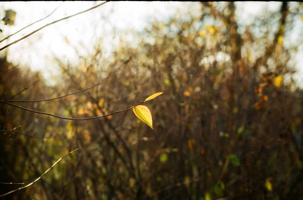 秋の昼間に茂みが出る — ストック写真